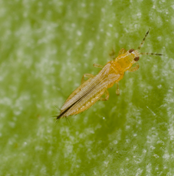 Thrips nymphe de la fraise