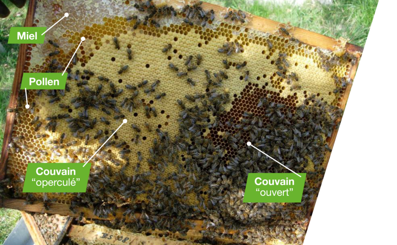 Combien d'abeilles faut-il pour produire un kilo de miel ?
