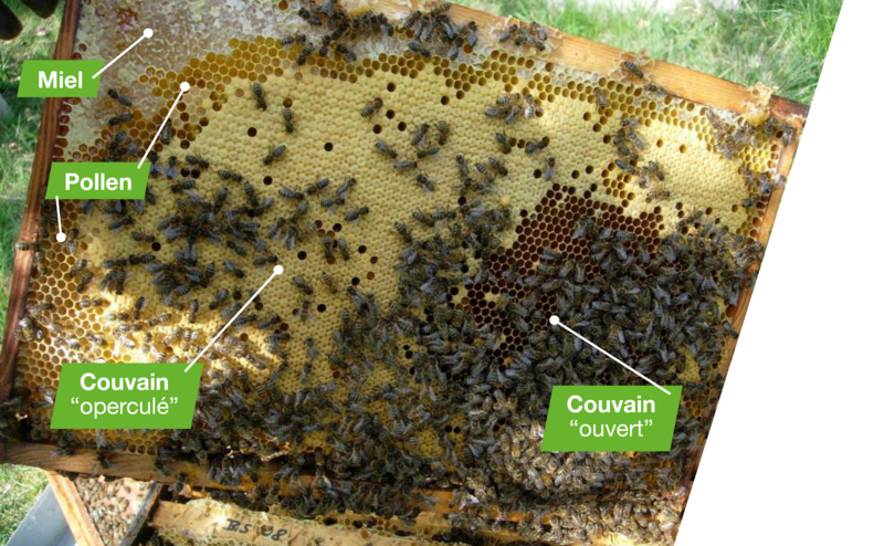 Essaim d'abeilles sur un cadre de miel