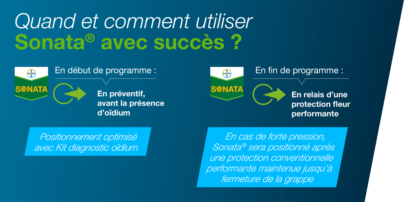 Infographie illustrant l'utilisation de Sonata qui lutte contre oidium de la vigne