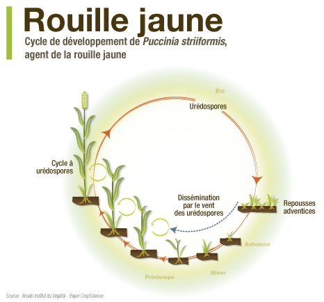 Cycle de développement de Puccinia striiformis, agent de la rouille jaune