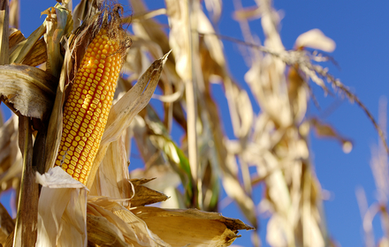 Conseils agronomiques : récolte et bilan des valeurs alimentaires des maïs fourrages