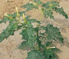 Datura stramonium