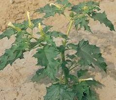 Datura stramonium