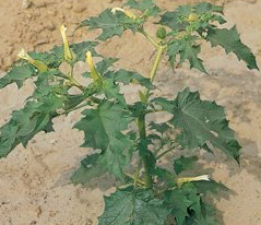 Datura stramonium