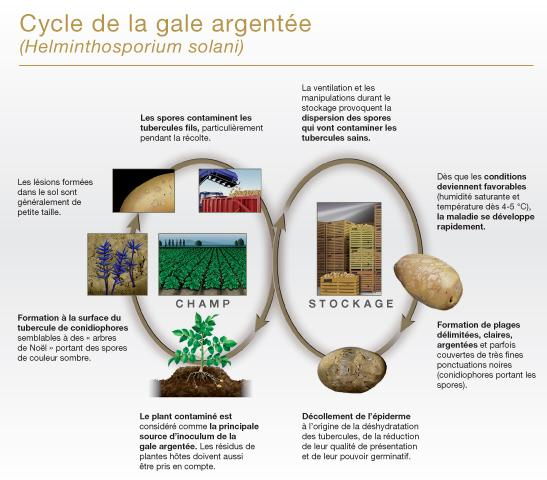 Gale argentée : une maladie évolutive en conservation : Bayer-Agri