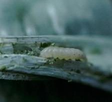 Larve de thrips sur poireau
