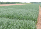 Preuve d'efficacité désherbage ou dit aussi témoin sur blé sans application herbicide