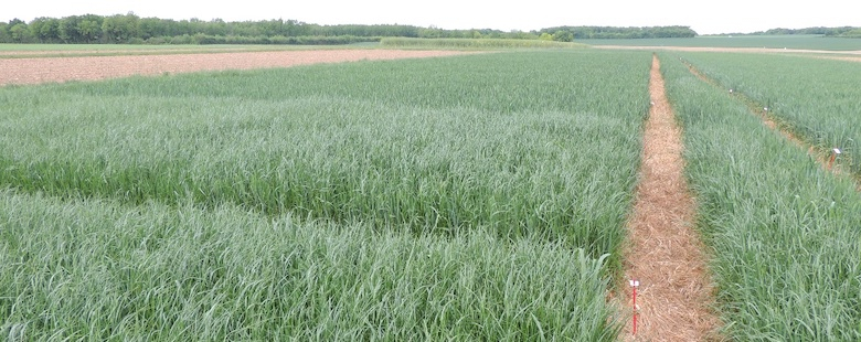 Preuve d'efficacité désherbage ou dit aussi témoin sur blé sans application herbicide