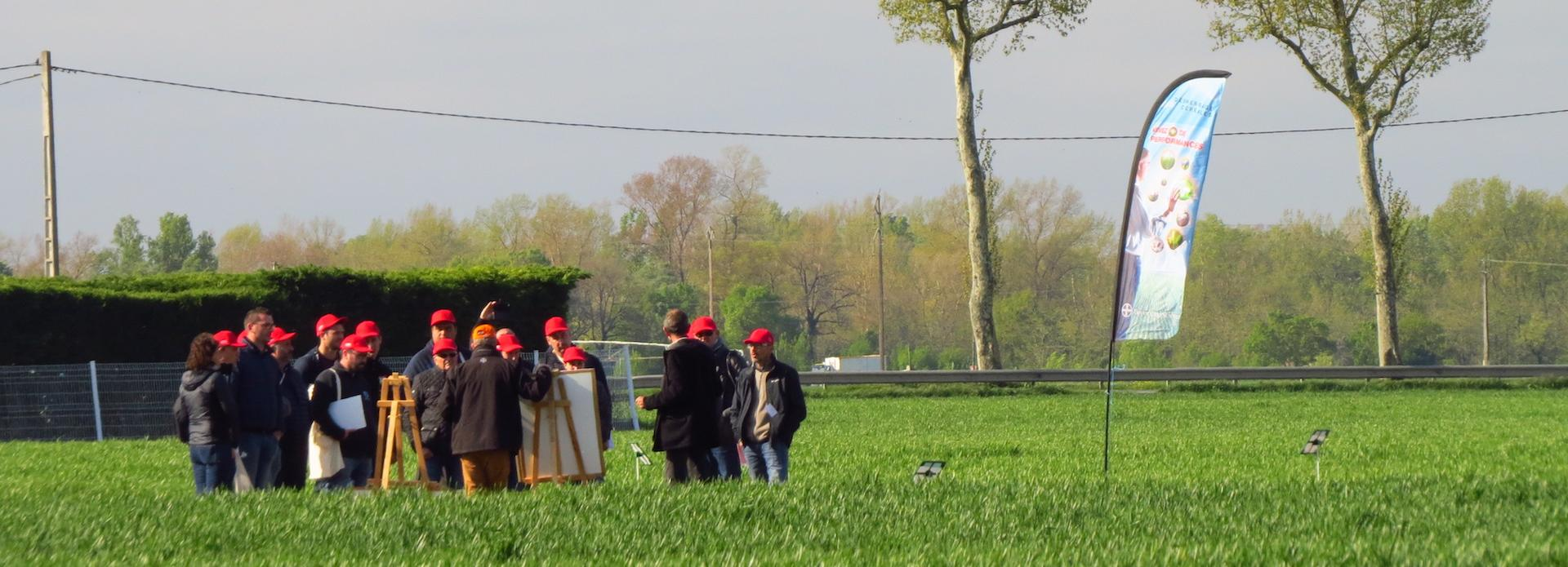 Quinze agriculteurs visitant une parcelle de blé et recevant des conseils en désherbage dans le Sud de la France