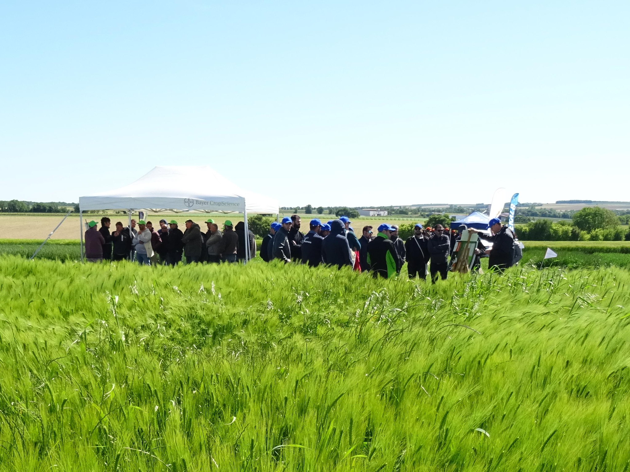 Groupe d'agriculteurs visitant une parcelle de blé en Charente Maritime et recevant des conseils en désherbage