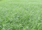 Preuve d'efficacité désherbage ou dit aussi témoin sur blé sans application herbicide