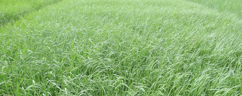 Preuve d'efficacité désherbage ou dit aussi témoin sur blé sans application herbicide