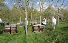 L'apiculture en France, ruches installées en bord de champs
