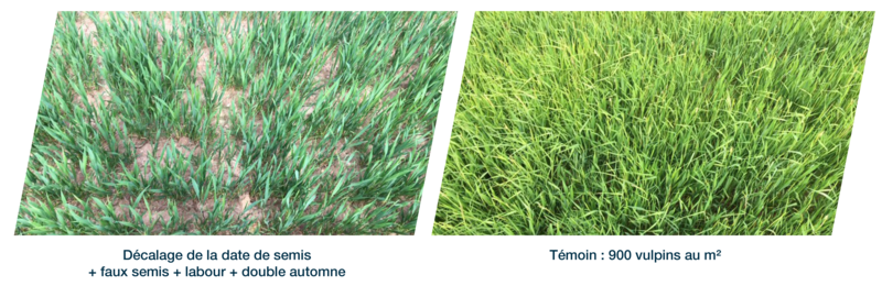 Photos comparant un témoin très chargé en vulpins au mètre carré et un témoin propre grâce à décalage de la date de semis, faux-semis, labour et double automne
