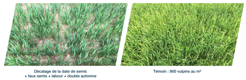 Photos comparant un témoin très chargé en vulpins au mètre carré et un témoin propre grâce à décalage de la date de semis, faux-semis, labour et double automne