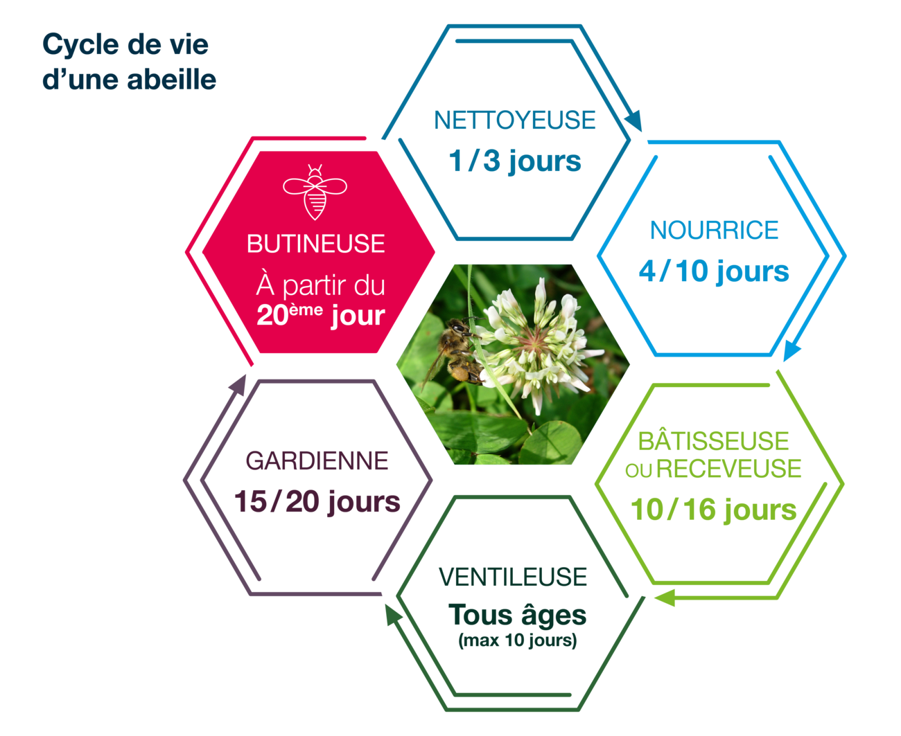 Essaim d'abeilles, schéma montrant son cycle de vie