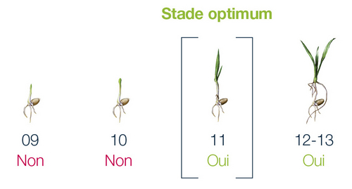 Pour bien positionner Fosburi, schéma illustrant les stades d'évolution du blé avec le stade optimal