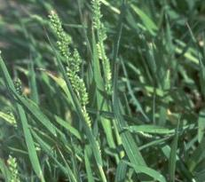 Echinochloa colonum
