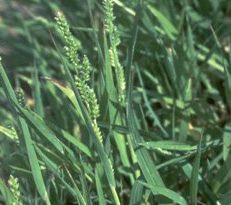 Echinochloa colonum