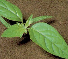 Datura stramonium