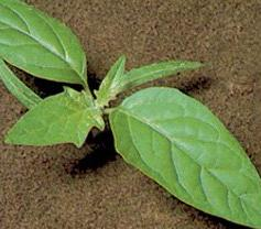 Datura stramonium