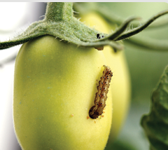 Chenille défoliatrice sur tomate