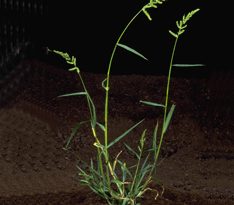 Echinochloa colonum