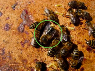 Essaim d'abeilles rythmé par les saisons, faux bourdon au milieu des abeilles