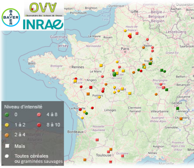 74 % des parcelles suivies montrent une présence de virus BYDV (JNO)