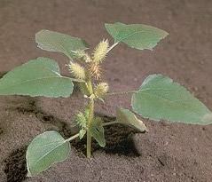 Xanthium strumarium