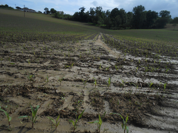 Ruissellement agricole dans un champ de maïs sur le bassin versant de Doazit. 