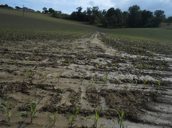 Ruissellement agricole dans un champ de maïs sur le bassin versant de Doazit. 