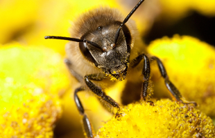 abeilles et pulvérisation