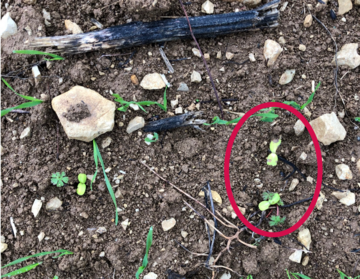 Dicots véroniques