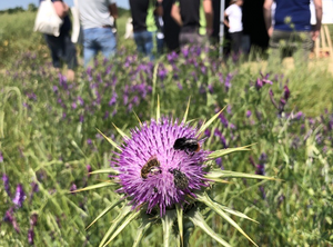 fleurs avec abeilles dans un champ