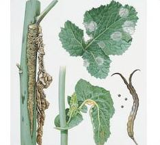Symptômes cylindrosporiose