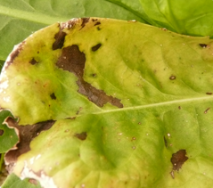 Symptômes de l’alternariose sur endive