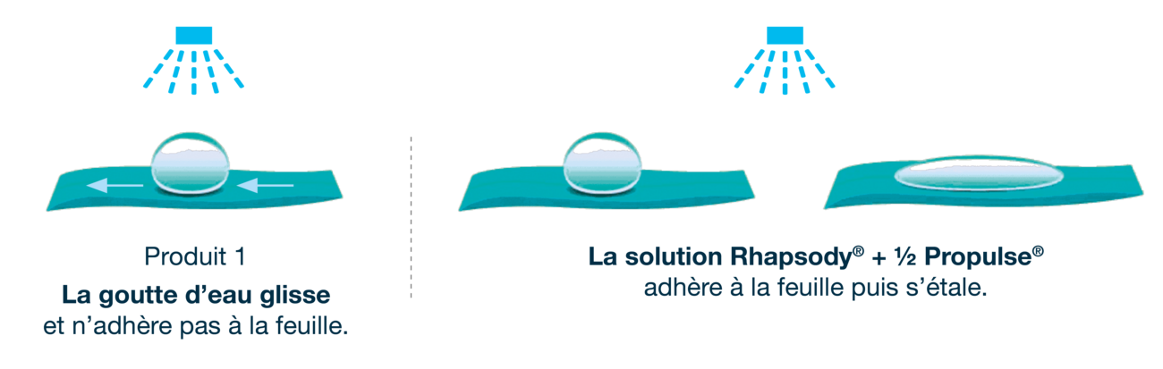 Dessin illustrant l'adhérence sur feuilles de Rhapsody en protection colza
