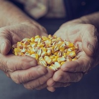 Siloextra, maïs fourrage à fort potentiel sur les 3 critères essentiels à l'alimentation des bovins.