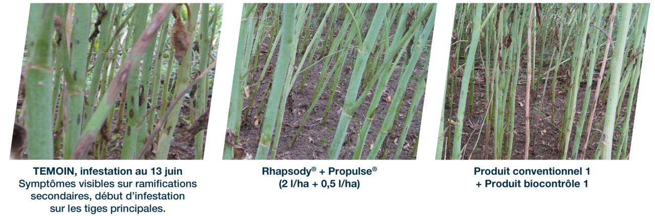 Résultats visuels sur colza, de la performance de l'association du biocontrôle Rhapsody® avec le fongicide Propulse®
