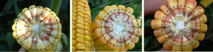 DEKALB® Silo Energy - Récolte, l'étape clé pour vos vaches