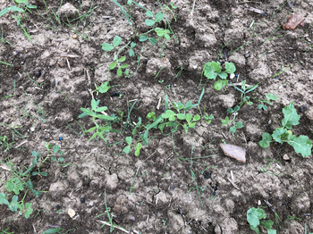 infestation de vulpins sur une parcelle de colzas témoins