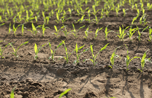 Adengo® Xtra, une solution herbicide maïs pour un désherbage réussi dès la pré-levée sur un large spectre d'adventices