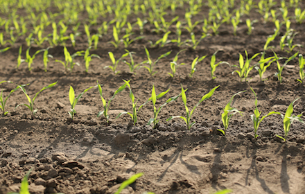 Adengo® Xtra, une solution herbicide maïs pour un désherbage réussi dès la pré-levée sur un large spectre d'adventices