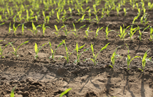 Adengo® Xtra, une solution herbicide maïs pour un désherbage réussi dès la pré-levée sur un large spectre d'adventices