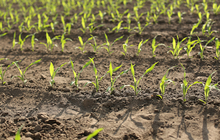 Adengo® Xtra, une solution herbicide maïs pour un désherbage réussi dès la pré-levée sur un large spectre d'adventices