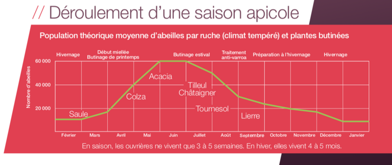 Essaim d'abeilles : courbe décrivant la saison apicole