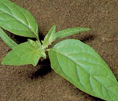 Datura stramonium