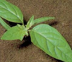 Datura stramonium